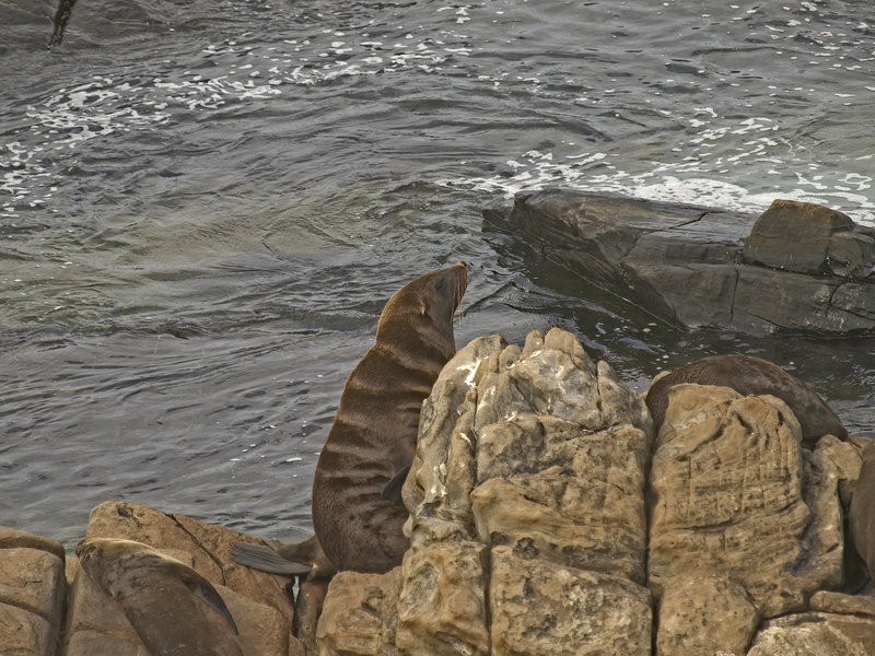 Kangaroo Island, Fur Seal